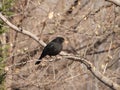 Eurasian Blackbird perched on tree in winter