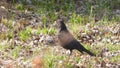 Eurasian blackbird are foraging in the grass