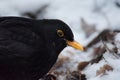 Eurasian Blackbird on snowy forest floor, Stockholm Sweden december 2022