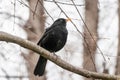 Eurasian Blackbird in wildness, close up picture Royalty Free Stock Photo