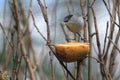 Eurasian blackcap