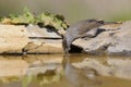 Eurasian Blackcap - Toutinegra de barrete preto - Sylvia atricapilla Royalty Free Stock Photo