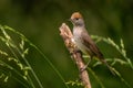 Eurasian Blackcap - Sylvia atricapilla, inconspicuous brown song bird