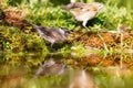 Eurasian blackcap (Sylvia atricapilla