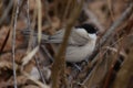 Eurasian blackcap Sylvia atricapilla warbler Royalty Free Stock Photo