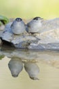 Eurasian Blackcap - Toutinegra de barrete preto - Sylvia atricapilla Royalty Free Stock Photo