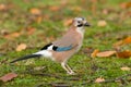 Eurasian blue-jay Royalty Free Stock Photo