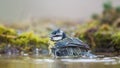 Eurasian blue tit bathing in a pool Cyanistes caeruleus, Andalusia, Spain Royalty Free Stock Photo