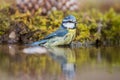 Eurasian blue tit bathing in a pool Cyanistes caeruleus, Andalusia, Spain Royalty Free Stock Photo