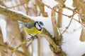 Eurasian Blue Tit bird in blue yellow perching on tree branch al