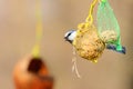 Eurasian blue tit on bird feeder