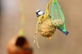 Eurasian blue tit on bird feeder