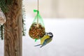 The Eurasian Blue Tit bird perching on a meshed bag