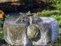 Eurasian Blue tit bird on stone fountain Royalty Free Stock Photo