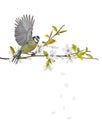 Eurasian blue tit on cherry tree blossoming branch Royalty Free Stock Photo