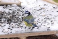 Blue tit close-up, winter time Royalty Free Stock Photo