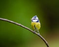 Eurasian blue tit (Cyanistes caeruleus). Bird on tree in forest Royalty Free Stock Photo