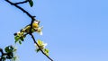 Eurasian blue tit or Cyanistes caeruleus on the branch of an apple tree blooming with a worm in its beak