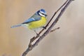 Eurasian blue tit clinging to a branch covered with ice crystals.