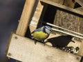 Eurasian blue tit, Cyanistes caeruleus, close-up portrait at bird feeder with sunflower seed in beak, selective focus