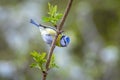 Eurasian blue. Cyanistes caeruleus, bird tit eating berries