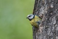 Eurasian blue tit (Cyanistes caeruleus) at the entrance of a hollow Royalty Free Stock Photo