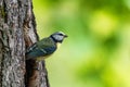 Eurasian blue tit (Cyanistes caeruleus) at the entrance of a hollow Royalty Free Stock Photo