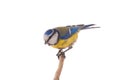 Eurasian Blue Tit Royalty Free Stock Photo