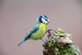 Eurasian blue tit Cyanistes caeruleus Royalty Free Stock Photo