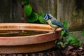 Eurasian blue tit, Cyanistes caeruleus, looking at the water, perched by the side of a bird bath Royalty Free Stock Photo