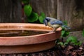 Eurasian blue tit, Cyanistes caeruleus, perched by the side of a bird bath looking down into the water Royalty Free Stock Photo