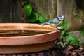 Eurasian blue tit, Cyanistes caeruleus, perched by the side of a bird bath Royalty Free Stock Photo