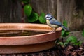 Eurasian blue tit, Cyanistes caeruleus, perched by the side of a bird bath Royalty Free Stock Photo