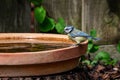 Eurasian blue tit, Cyanistes caeruleus, perched by the side of a bird bath drinking water Royalty Free Stock Photo