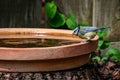 Eurasian blue tit, Cyanistes caeruleus, perched by the side of a bird bath drinking water Royalty Free Stock Photo