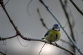 Eurasian blue tit Cyanistes caeruleus perched on a tree branch in a cold January evening