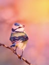 Eurasian blue tit - Cyanistes caeruleus - singing Royalty Free Stock Photo