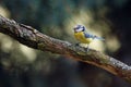 The Eurasian blue tit Cyanistes caeruleus sitting on the branch overgrown with lichen. Blue tit with a green background of