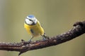 The Eurasian blue tit Cyanistes caeruleus sitting on the branch. Small tit on the branch with green background Royalty Free Stock Photo