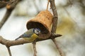 Eurasian blue tit, Cyanistes caeruleus sitting on a branch in the spring Royalty Free Stock Photo