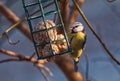 Eurasian blue tit, Cyanistes caeruleus sitting on a branch in the winter. Royalty Free Stock Photo