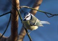 Eurasian blue tit, Cyanistes caeruleus sitting on a branch in the winter. Royalty Free Stock Photo