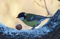 Eurasian blue tit, Cyanistes caeruleus sitting on a branch in the winter. Royalty Free Stock Photo