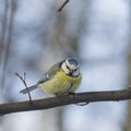 Eurasian blue tit, Cyanistes caeruleus, sitting in branches, closeup portrait, selective focus, shallow DOF Royalty Free Stock Photo