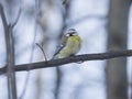 Eurasian blue tit, Cyanistes caeruleus, sitting in branches, closeup portrait, selective focus, shallow DOF Royalty Free Stock Photo