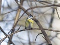 Eurasian blue tit, Cyanistes caeruleus, sitting in branches, closeup portrait, selective focus, shallow DOF Royalty Free Stock Photo