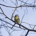 Eurasian blue tit, Cyanistes caeruleus, sitting in branches, closeup portrait, selective focus, shallow DOF Royalty Free Stock Photo