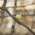 Eurasian blue tit, Cyanistes caeruleus, sitting in branches, closeup portrait, selective focus, shallow DOF Royalty Free Stock Photo