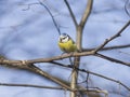 Eurasian blue tit, Cyanistes caeruleus, sitting in branches, closeup portrait, selective focus, shallow DOF Royalty Free Stock Photo