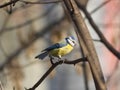 Eurasian blue tit Cyanistes caeruleus sitting in branches, closeup portrait, selective focus, shallow DOF Royalty Free Stock Photo